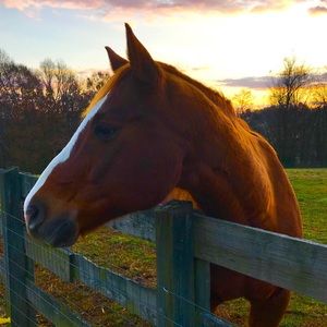 Meet your Posher, Jill